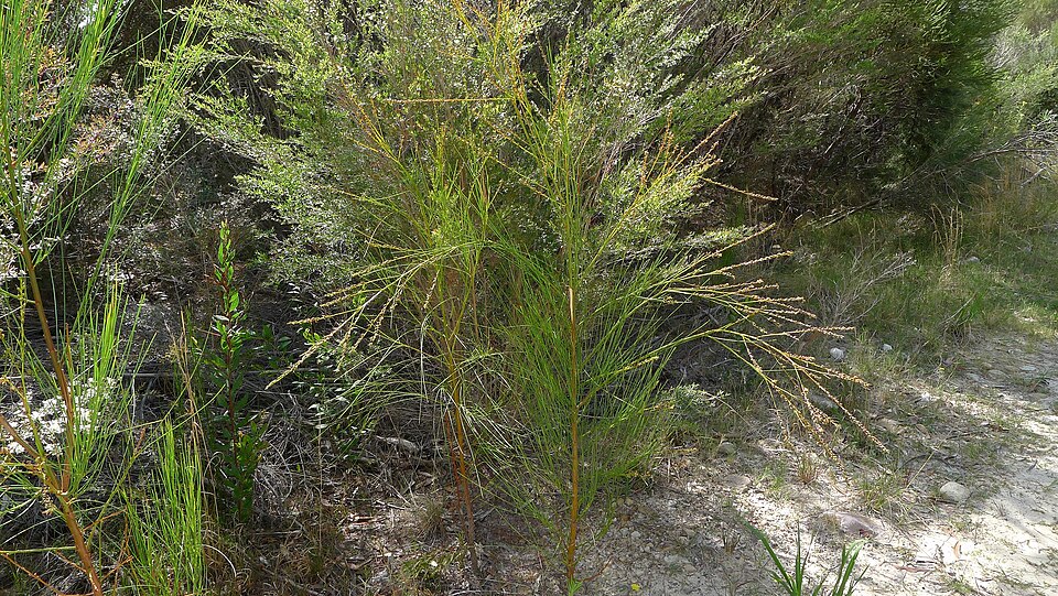 Viminaria juncea (native broom) (alternate view 3)