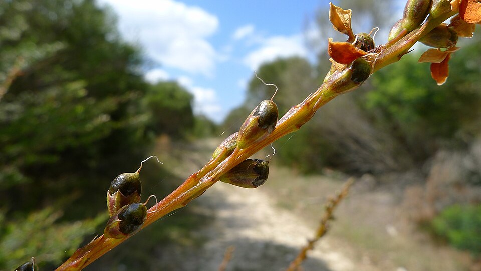 Viminaria juncea (native broom) (alternate view 4)
