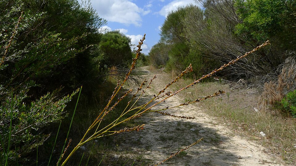 Viminaria juncea (native broom) (alternate view 5)