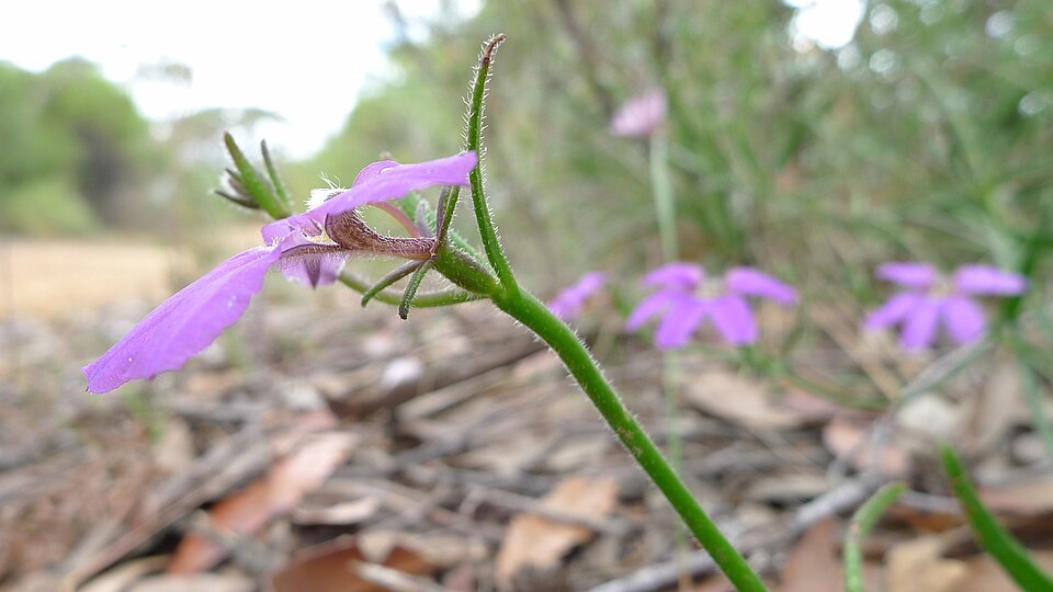 Scaevola ramosissima (Hairy Fan-flower) (alternate view 5)