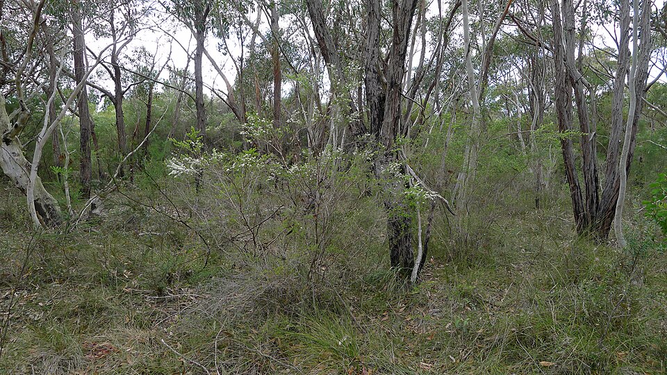 Leptospermum polygalifolium (Tantoon) (alternate view 9)