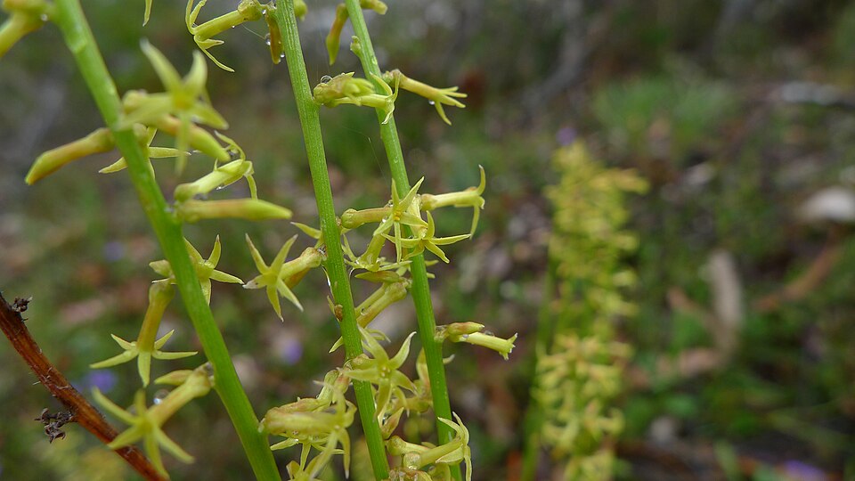 Stackhousia viminea (Yellow Stackhousia) (alternate view 7)