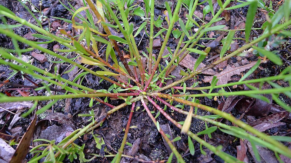 Stackhousia viminea (Yellow Stackhousia) (alternate view 8)