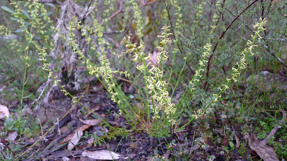 Stackhousia viminea (Yellow Stackhousia) (alternate view 9)