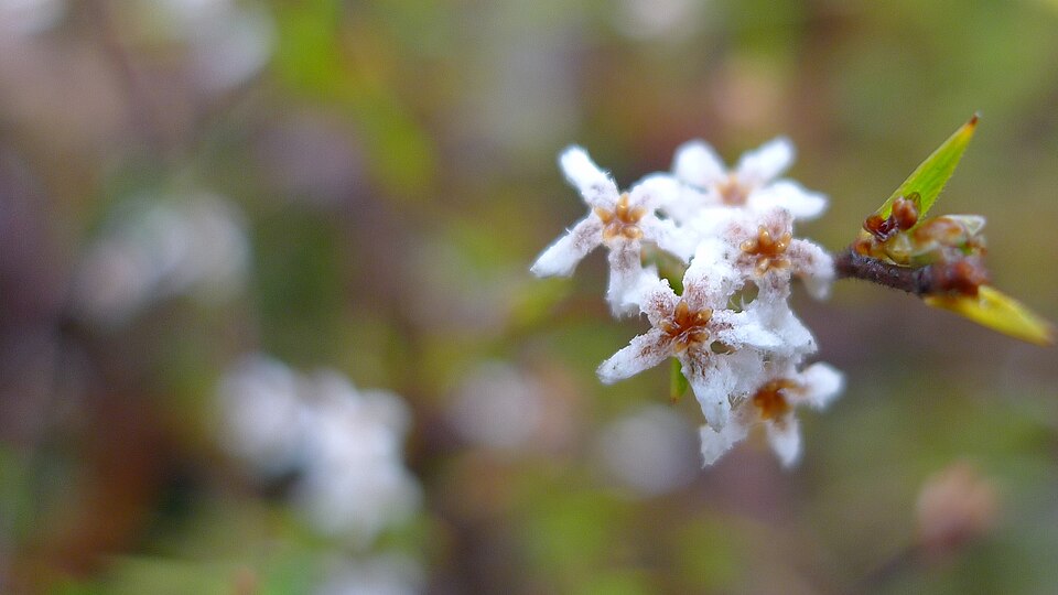 Leucopogon virgatus (common beard-heath)