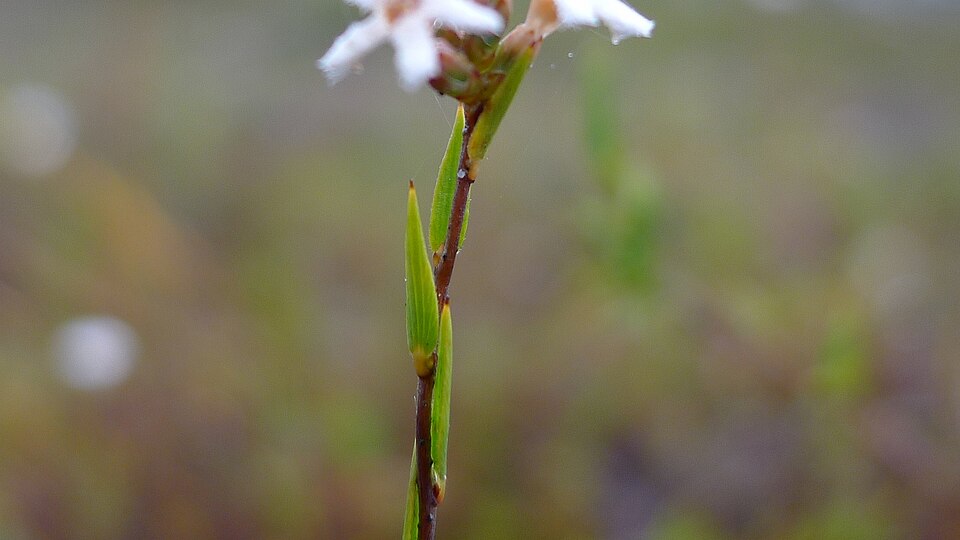 Leucopogon virgatus (common beard-heath) (alternate view 2)