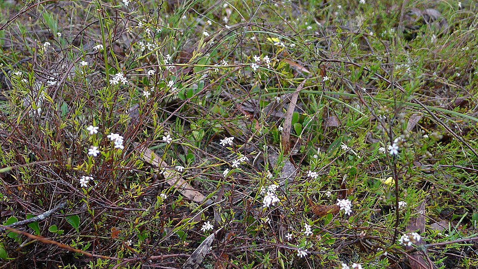 Leucopogon virgatus (common beard-heath) (alternate view 3)