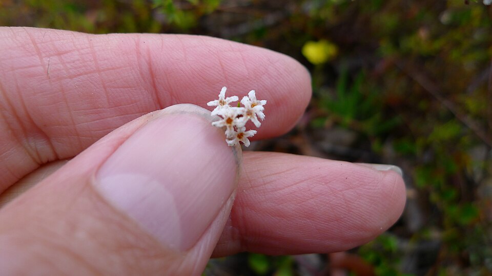 Leucopogon virgatus (common beard-heath) (alternate view 4)