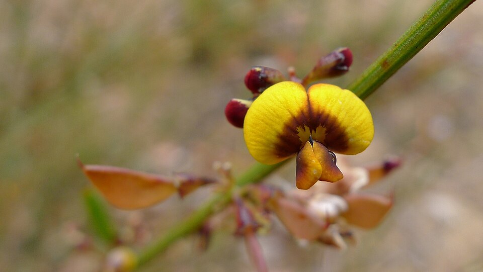 Daviesia leptophylla (narrow-leaf bitter-pea) (alternate view 2)