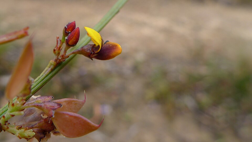 Daviesia leptophylla (narrow-leaf bitter-pea) (alternate view 3)