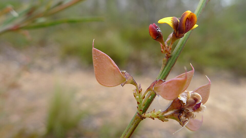 Daviesia leptophylla (narrow-leaf bitter-pea) (alternate view 4)