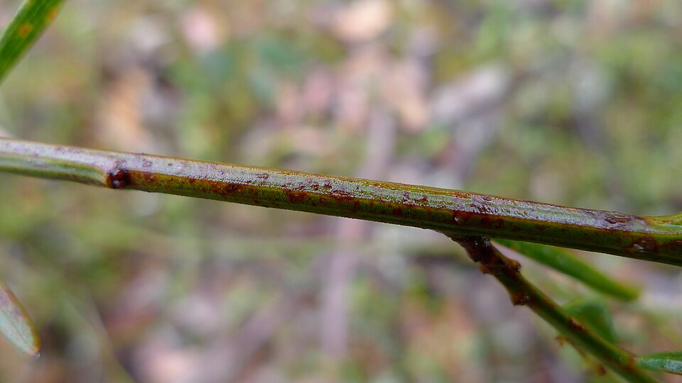 Daviesia leptophylla (narrow-leaf bitter-pea) (alternate view 5)