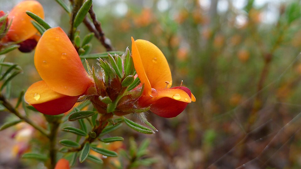 Pultenaea tuberculata (Wreath Bush-pea) (alternate view 6)