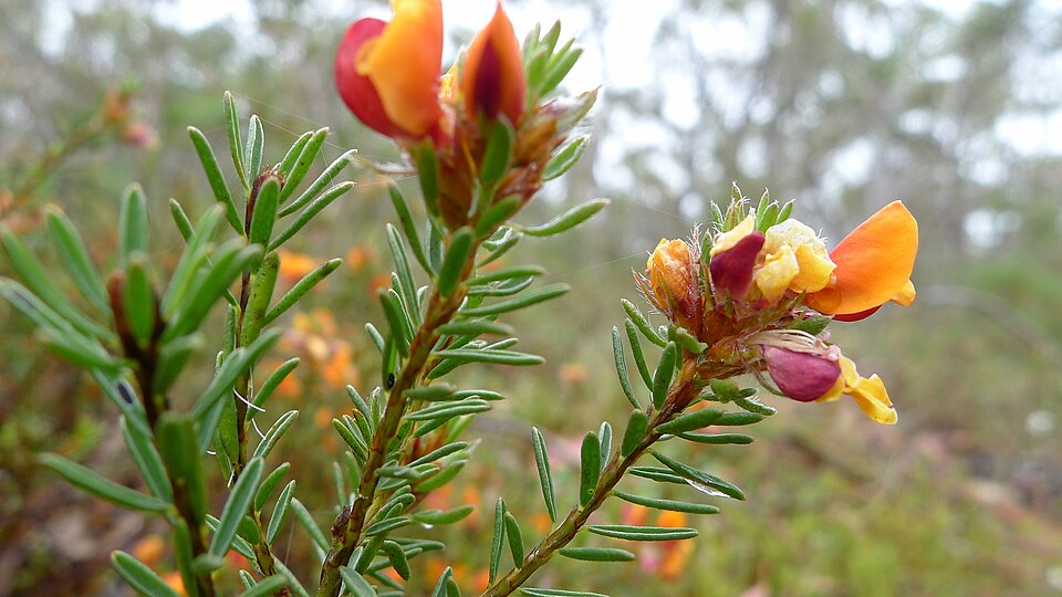 Pultenaea tuberculata (Wreath Bush-pea) (alternate view 7)