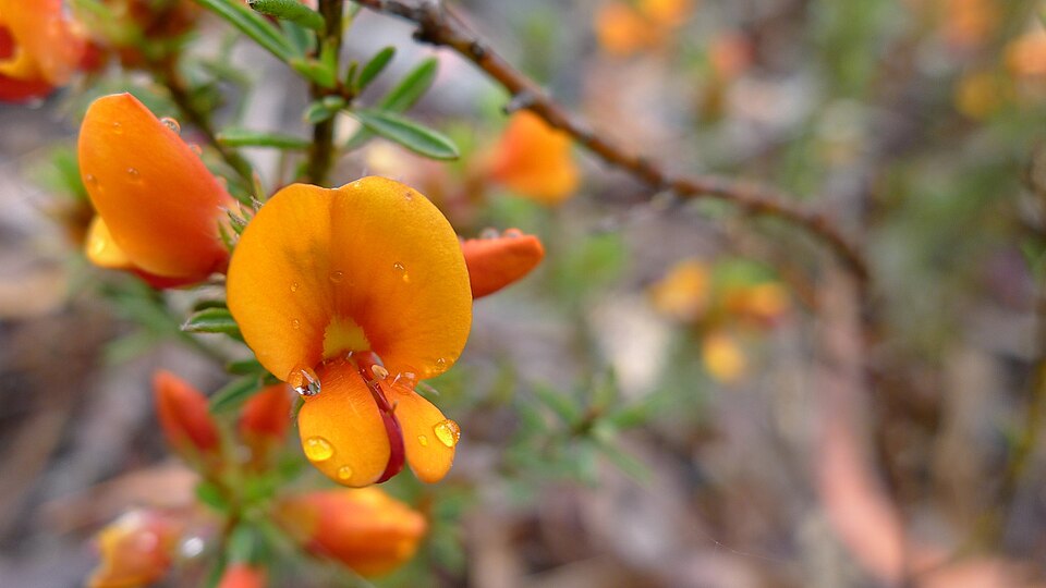 Pultenaea tuberculata (Wreath Bush-pea) (alternate view 8)