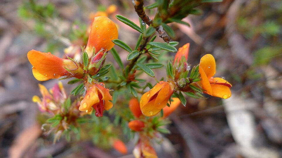 Pultenaea tuberculata (Wreath Bush-pea) (alternate view 9)