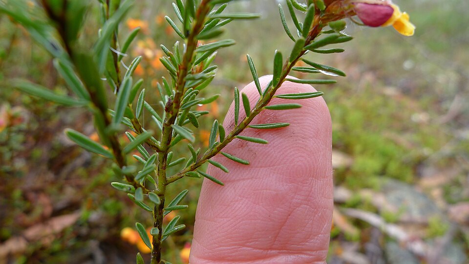 Pultenaea tuberculata (Wreath Bush-pea) (alternate view 10)