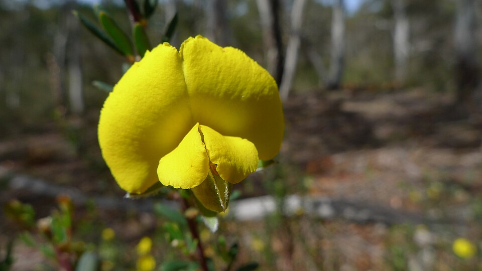 Gompholobium latifolium (Golden Glory Pea) (alternate view 7)