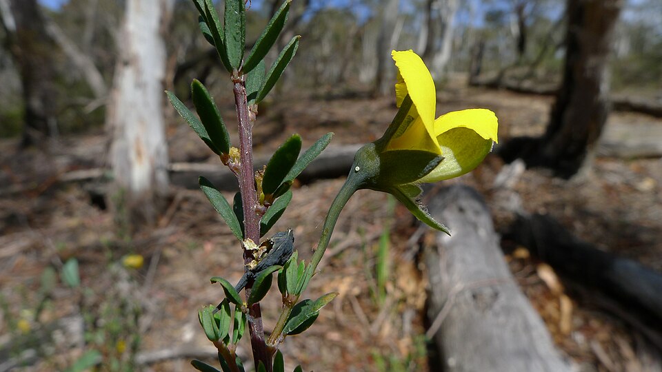 Gompholobium latifolium (Golden Glory Pea) (alternate view 8)