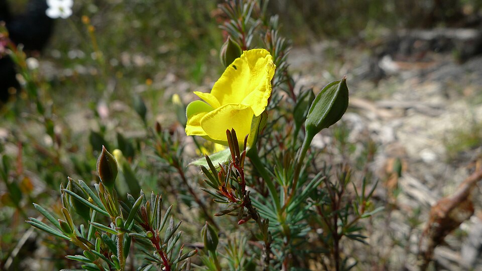 Gompholobium latifolium (Golden Glory Pea) (alternate view 9)