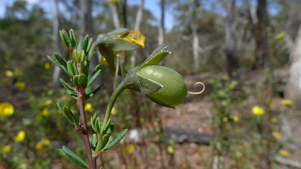 Gompholobium latifolium (Golden Glory Pea) (alternate view 10)