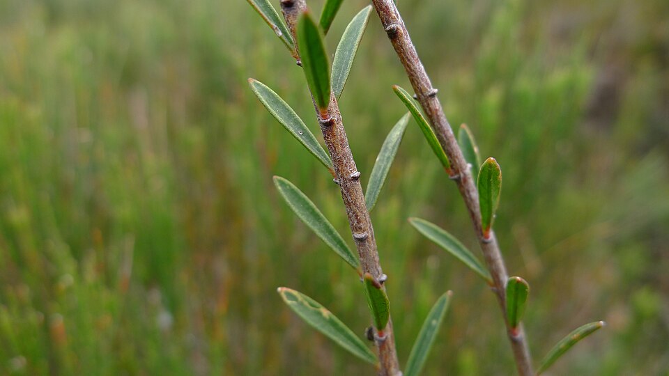 Pimelea linifolia (Queen of the Bush) (alternate view 5)