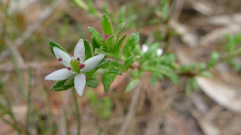 Rhytidosporum procumbens (white marianth) (alternate view 3)