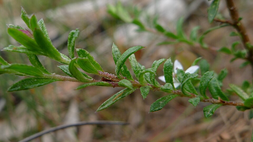 Rhytidosporum procumbens (white marianth) (alternate view 4)