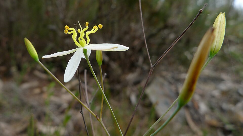 Thelionema caespitosum (Tufted Blue Lily) (alternate view 7)