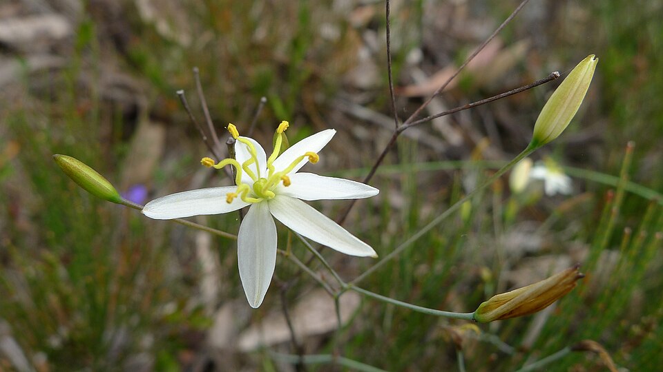 Thelionema caespitosum (Tufted Blue Lily) (alternate view 8)
