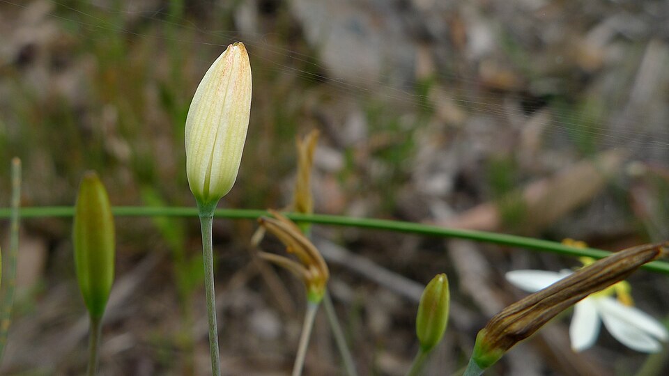 Thelionema caespitosum (Tufted Blue Lily) (alternate view 9)