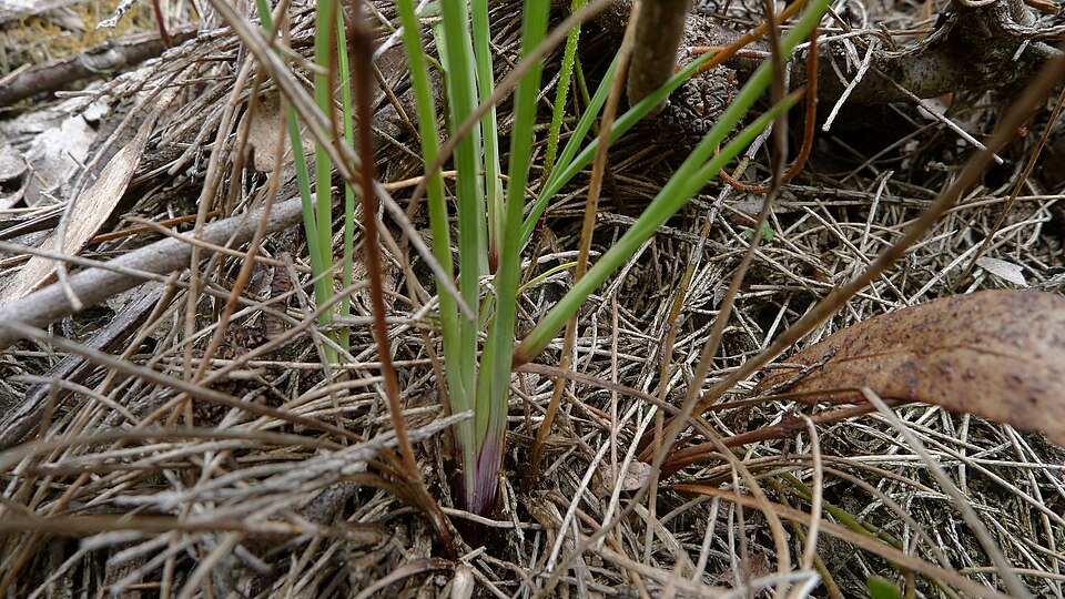 Thelionema caespitosum (Tufted Blue Lily) (alternate view 10)