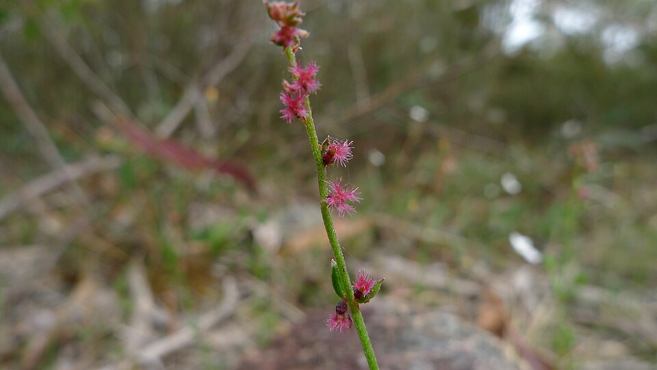 Gonocarpus tetragynus (Common Raspwort) (alternate view 10)