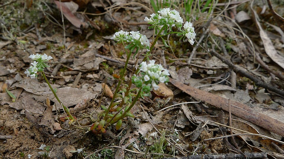 Poranthera microphylla (Small Poranthera) (alternate view 2)