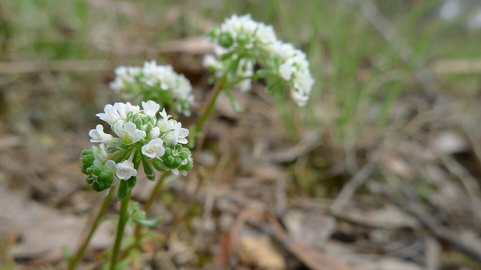 Poranthera microphylla (Small Poranthera) (alternate view 3)