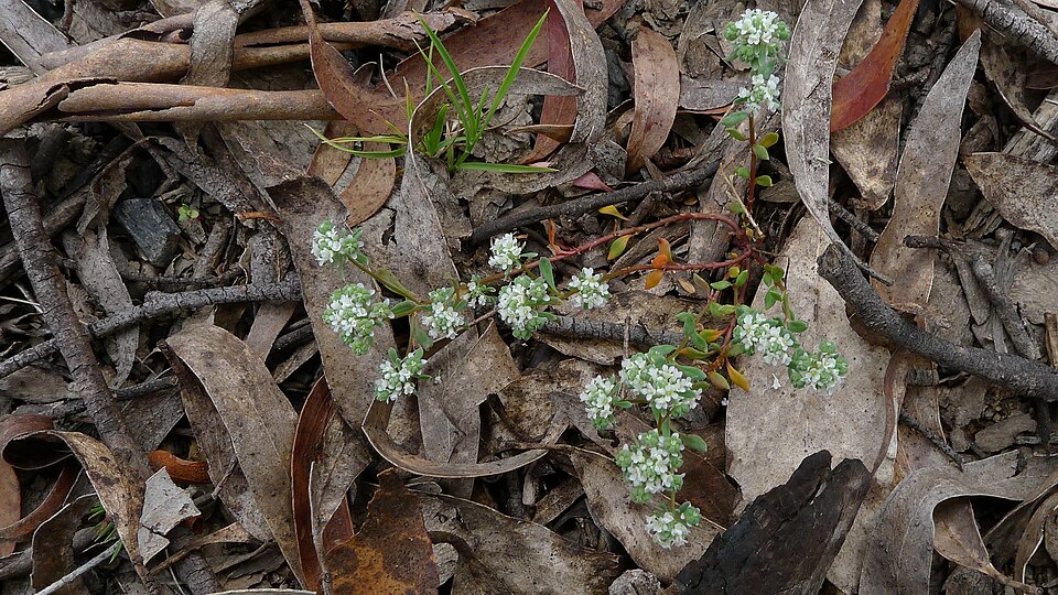 Poranthera microphylla (Small Poranthera) (alternate view 4)