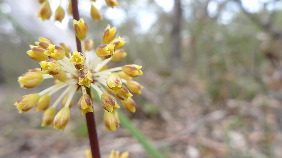Lomandra multiflora (Many Flowered Matrush) (alternate view 2)