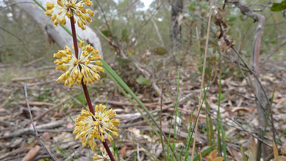 Lomandra multiflora (Many Flowered Matrush) (alternate view 3)