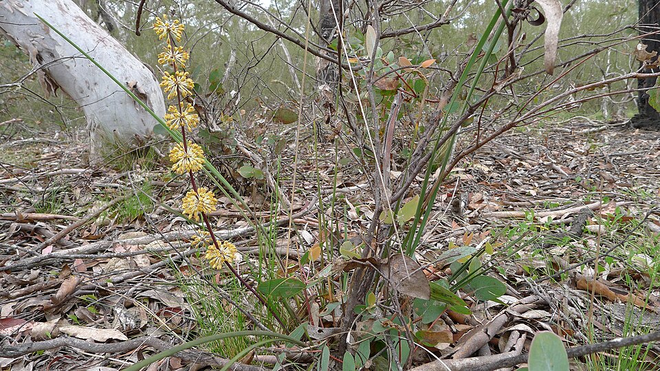 Lomandra multiflora (Many Flowered Matrush) (alternate view 4)