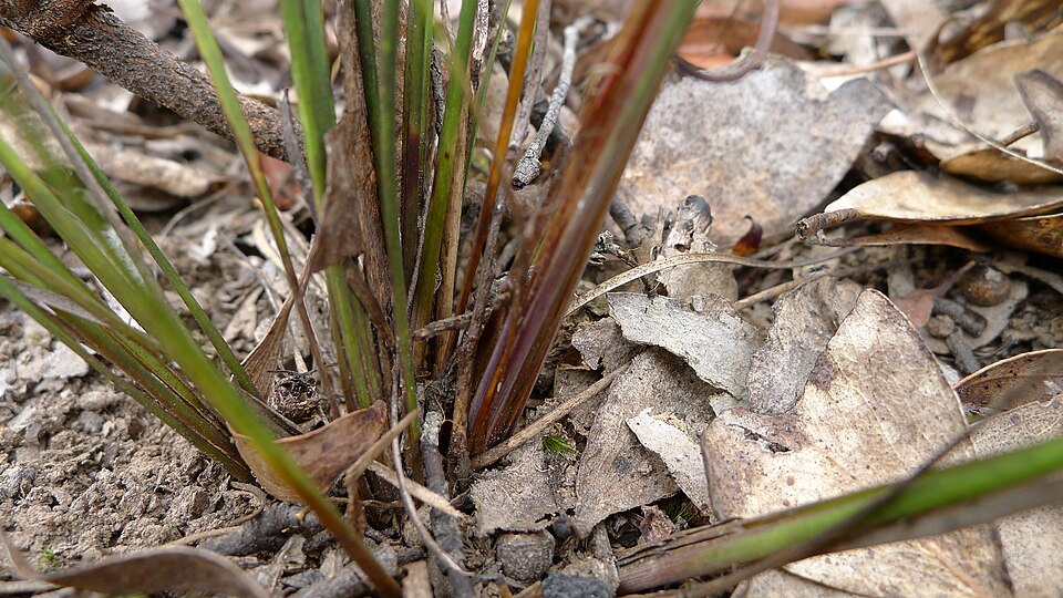 Lomandra multiflora (Many Flowered Matrush) (alternate view 5)