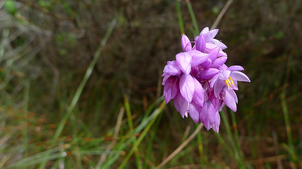 Sowerbaea juncea (Rush Lily) (alternate view 2)