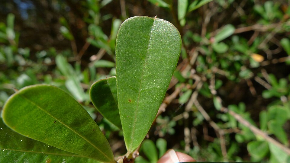 Pultenaea daphnoides (Large-leaf Bush Pea) (alternate view 3)