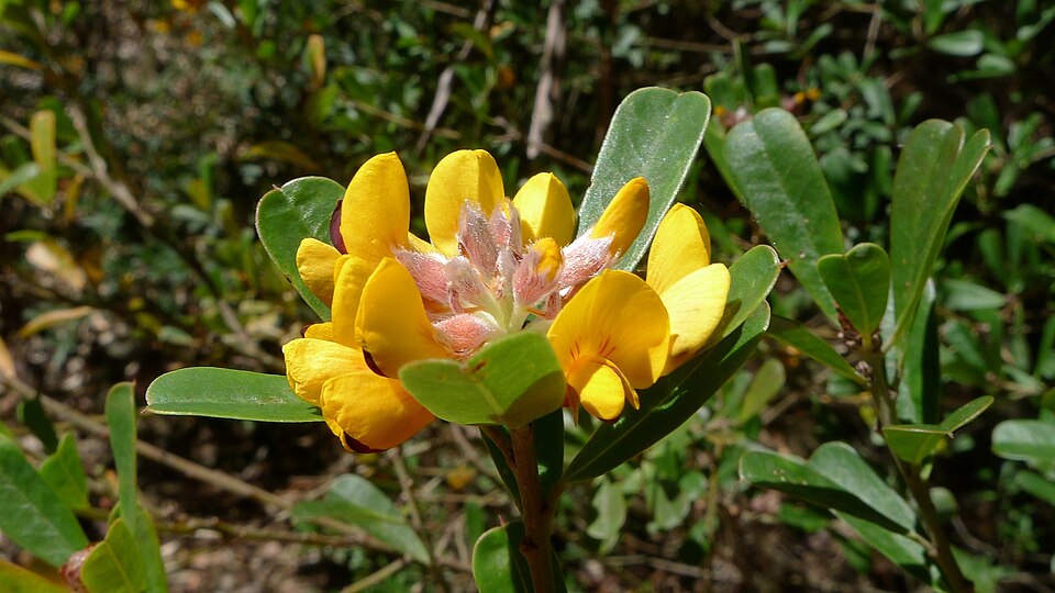 Pultenaea daphnoides (Large-leaf Bush Pea) (alternate view 4)