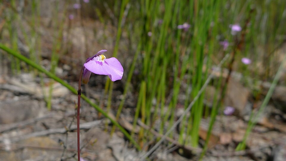 Utricularia dichotoma (fairy aprons) (alternate view 9)