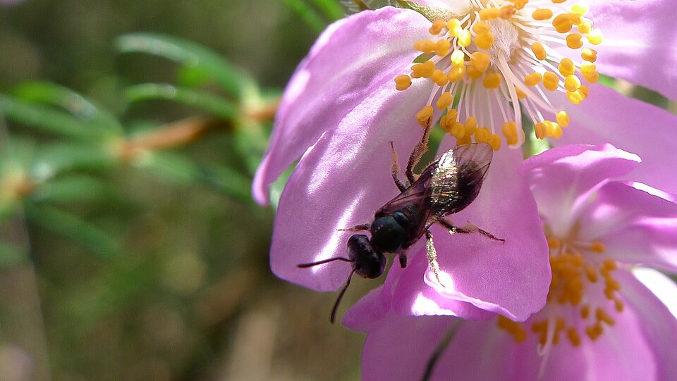 Bauera rubioides (River Rose)