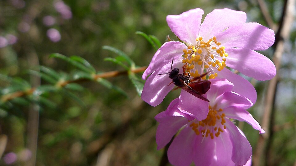 Bauera rubioides (River Rose) (alternate view 2)