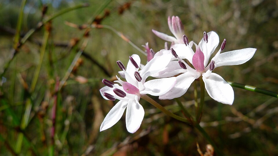 Burchardia umbellata (Milkmaids) (alternate view 2)