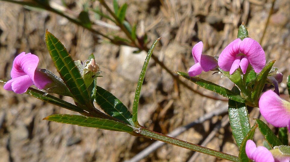 Mirbelia rubiifolia (Heathy Mirbelia) (alternate view 8)