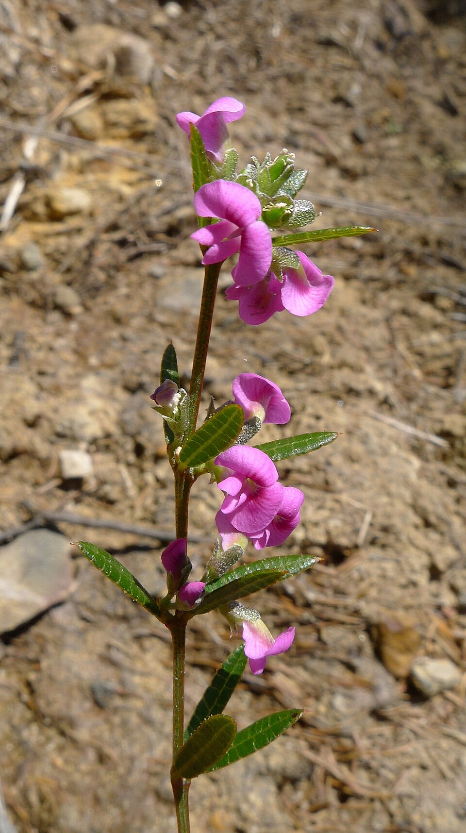 Mirbelia rubiifolia (Heathy Mirbelia) (alternate view 9)