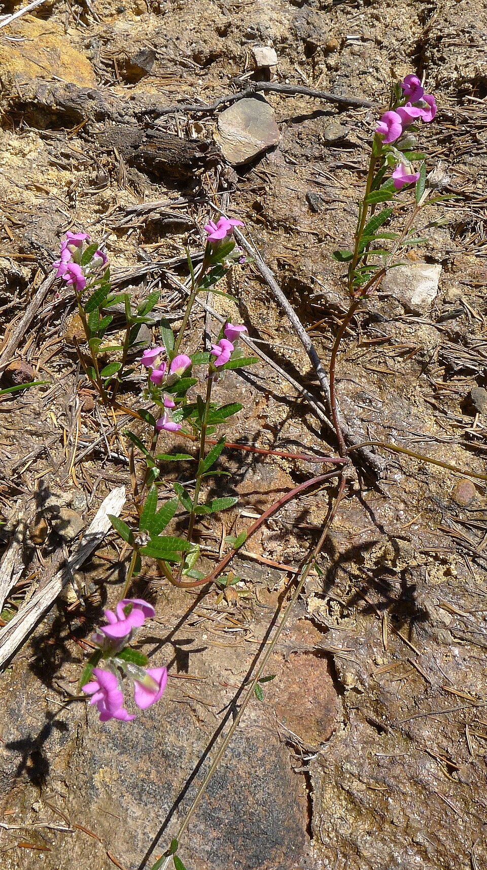 Mirbelia rubiifolia (Heathy Mirbelia) (alternate view 10)